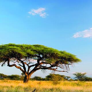 Landschaft in Kenia