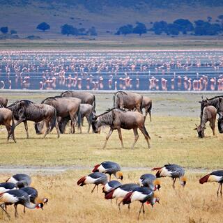 Tierherden am Lake Manyara