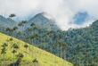 Cocora-Tal mit Wachspalmen