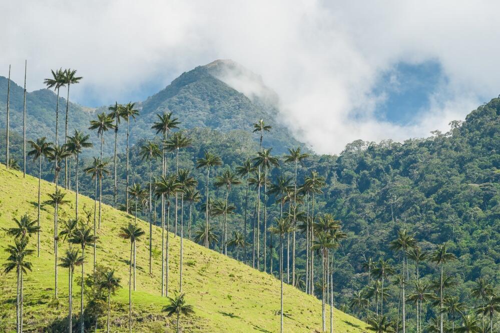 Cocora-Tal mit Wachspalmen