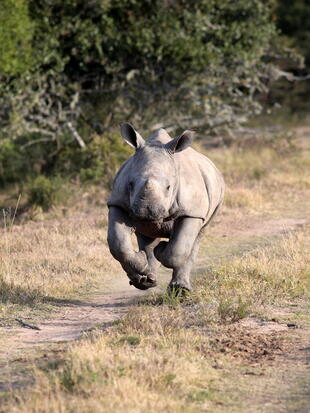 Nashorn im Sprint 