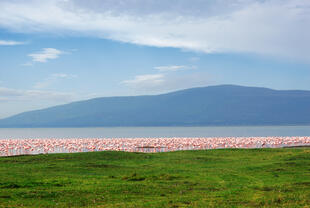 Flamingos im Nakuru-See