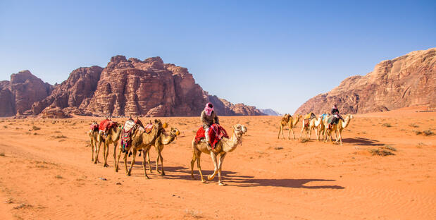 kamele in Wadi Rum