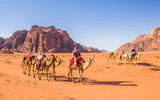 kamele in Wadi Rum