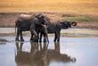 Elefanten im Wasserloch im Hwange-Nationalpark