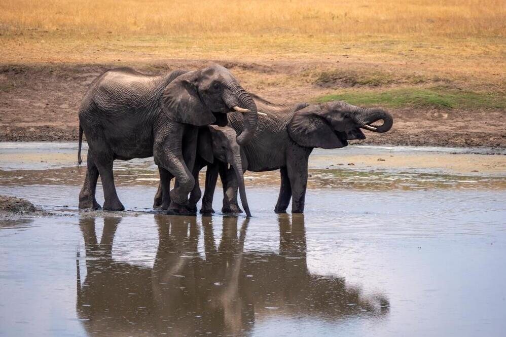 Elefanten im Wasserloch im Hwange-Nationalpark 