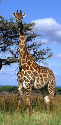 Giraffe in einem der Nationalparks