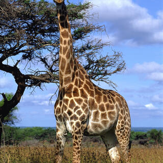 Giraffe in einem der Nationalparks