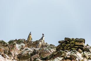 Humboldt Pinguine