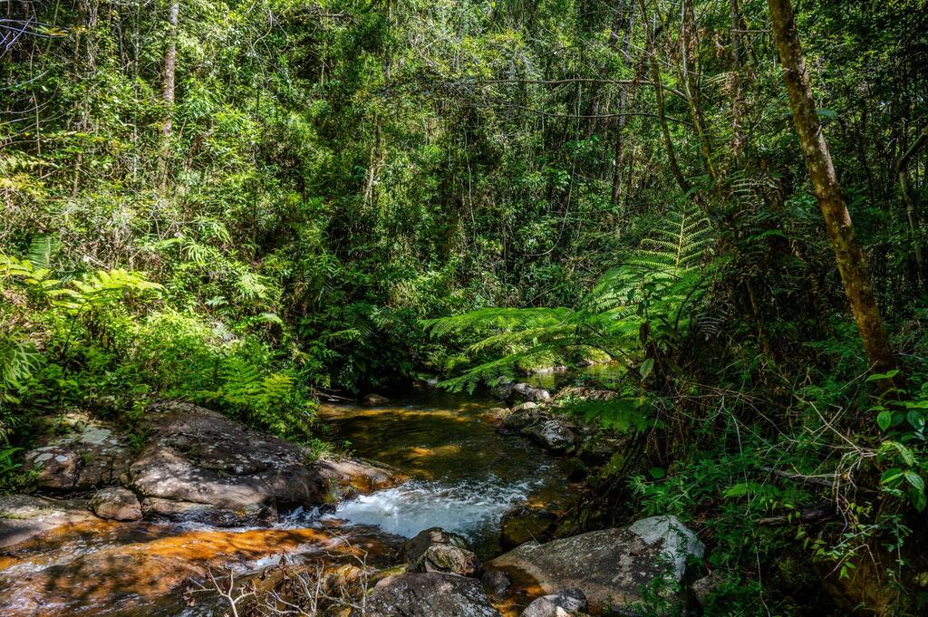 Regenwald bei Andasibe