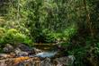 Regenwald bei Andasibe