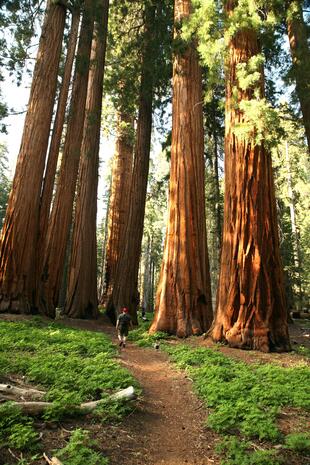 Sequoia-Mammutbaum