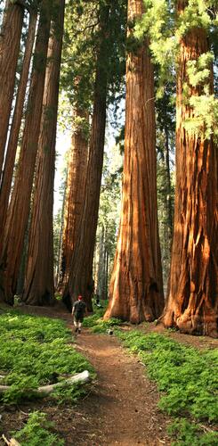 Sequoia-Mammutbaum