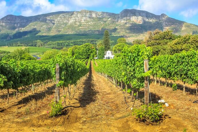 Weinanbau Stellenbosch