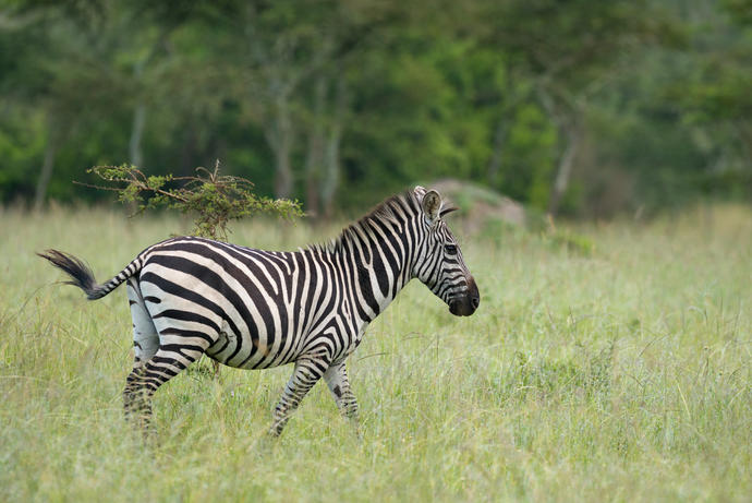 Zebra im Lake Mburo Nationalpark