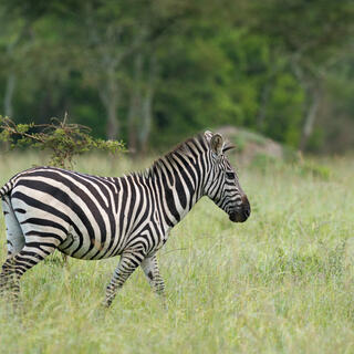 Zebra im Lake Mburo Nationalpark