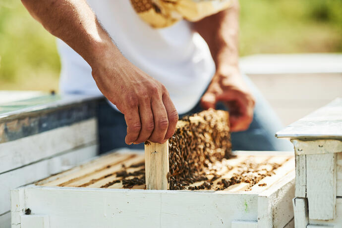 Der Imker arbeitet mit einer Wabe voller Bienen im Freien bei Sonnenschein