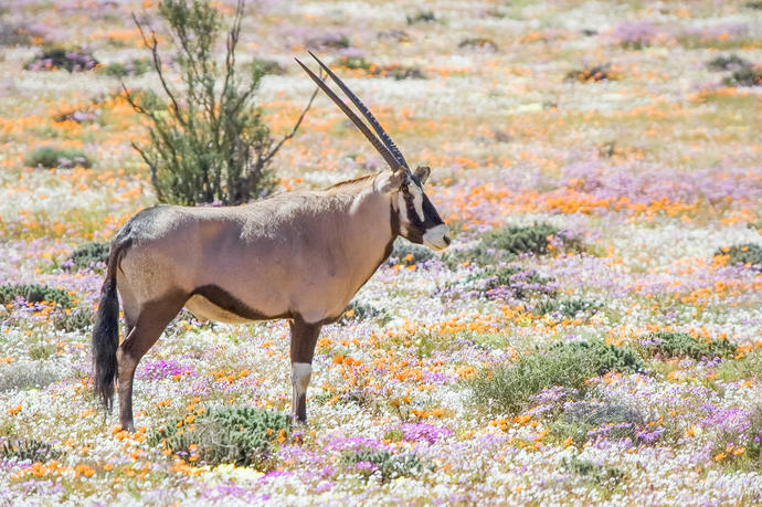 Oryx im Wildblumenmeer