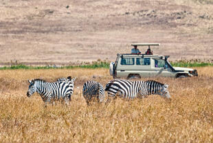 Safari Auto mit Zebras