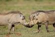 Zwei Warzenschweine im Addo Elephant Nationalpark