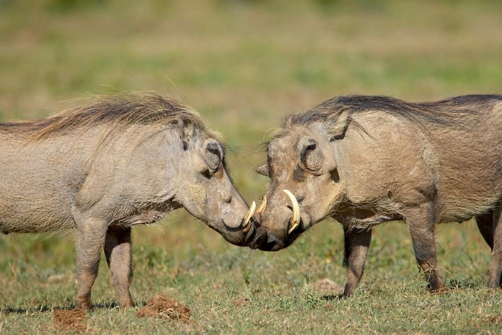 Zwei Warzenschweine im Addo Elephant Nationalpark
