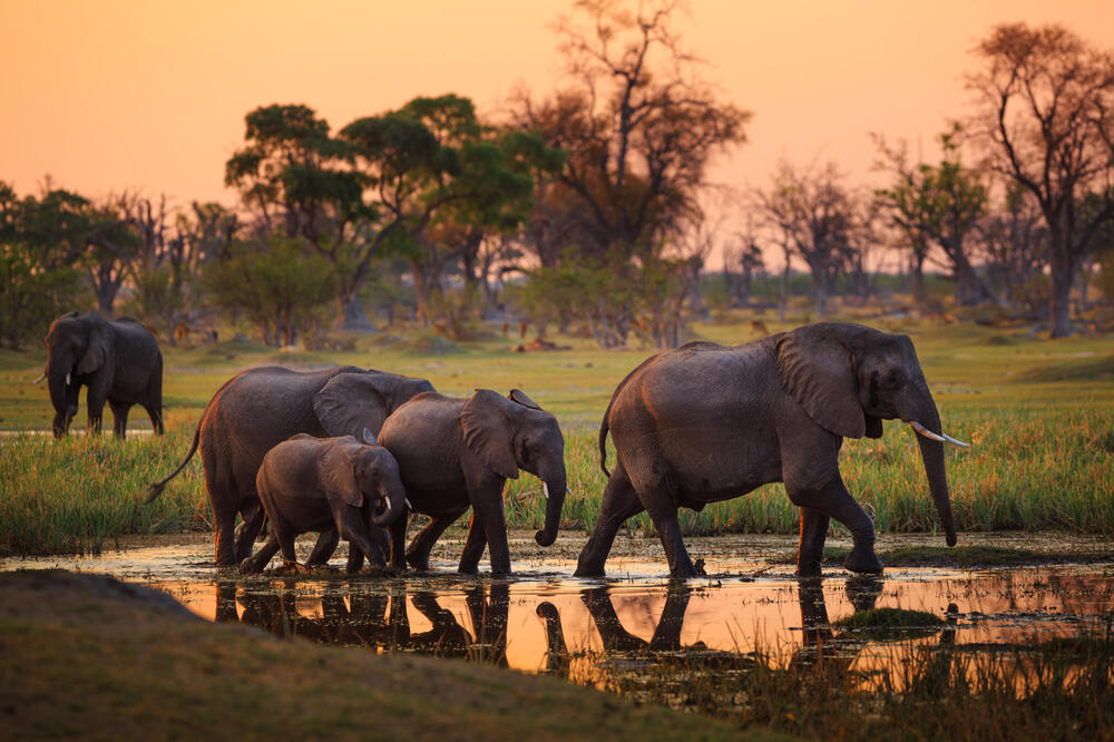 Gruppe Elefanten im Moremi-Nationalpark