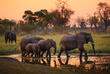 Gruppe Elefanten im Moremi-Nationalpark