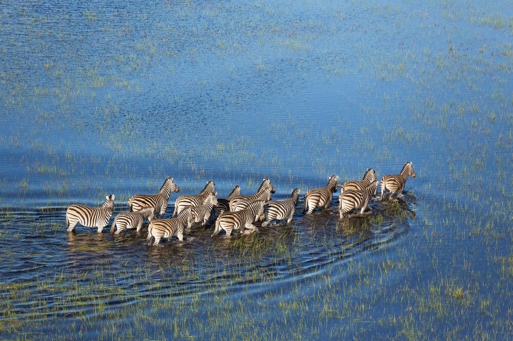 Zebras im Moremi Wildreservat