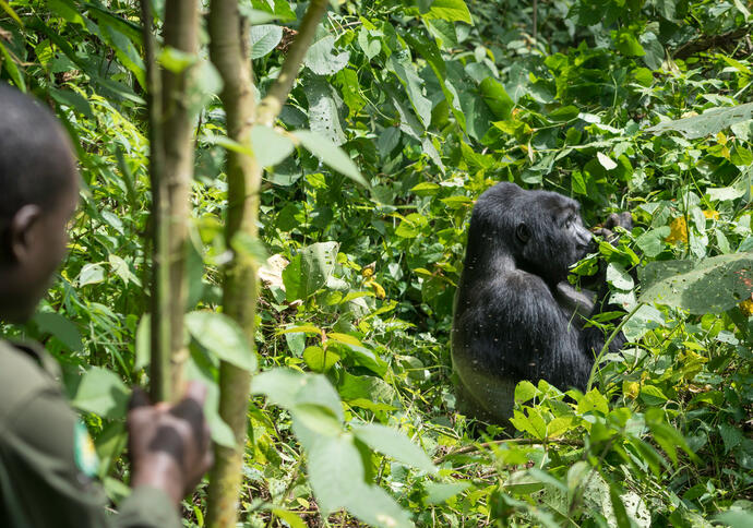 Gorilla Bwindi Park beobachten