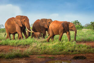 Elefanten im Kibale Nationalpark 