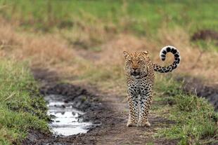 Leopard im Queen Elizabeth Nationalpark