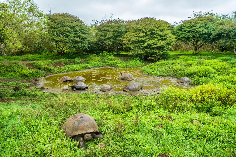 Schildkrötenfarm