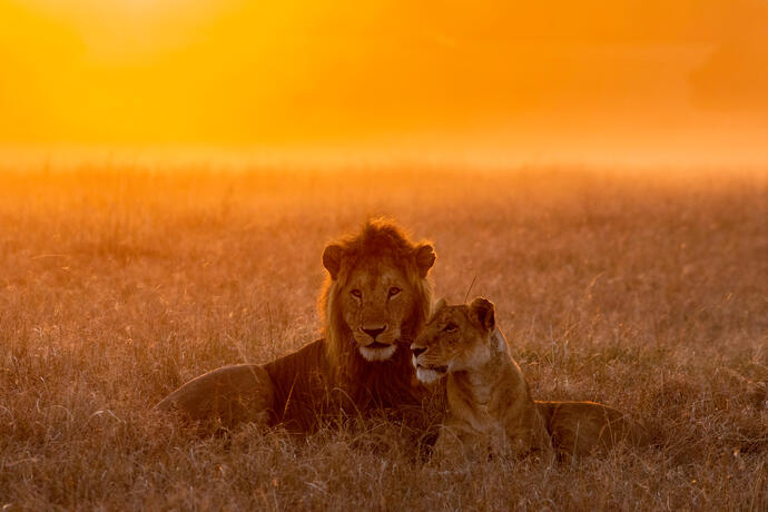 Löwen im Sonnenuntergang