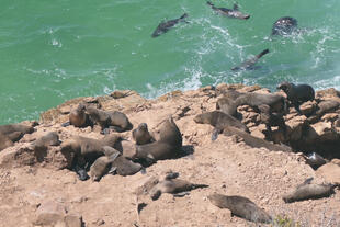 Robbenkolonie im Robberg Naturreservat