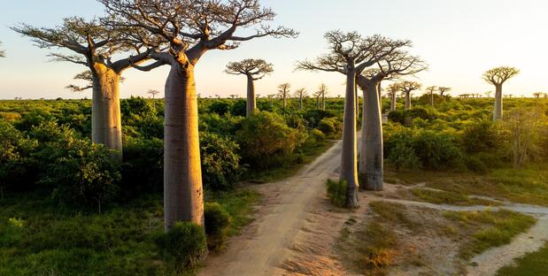 Baobab Allee in Morondava