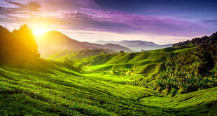 Cameron Highlands 