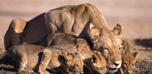 Durstige Löwenfamilie im Krüger Nationalpark