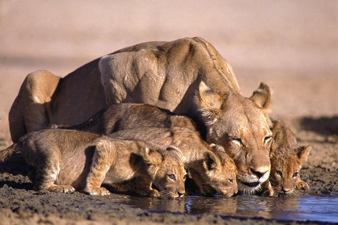 Durstige Löwenfamilie im Krüger Nationalpark