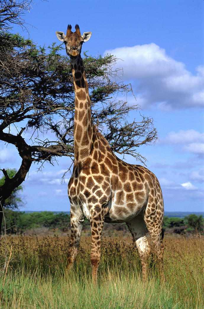 Giraffe im Addo Elephant Nationalpark