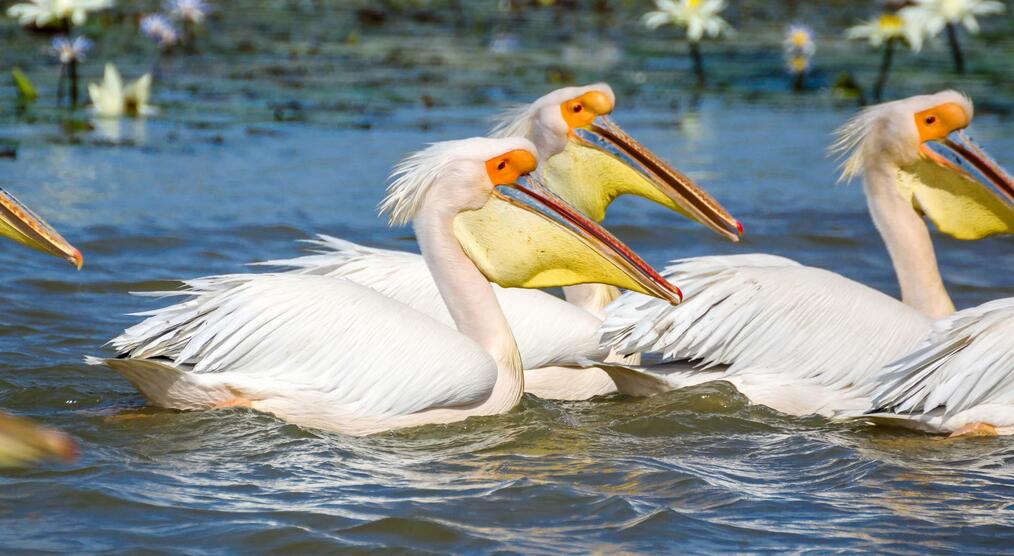 Pelikane im Nationalpark Djoudj 
