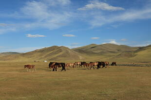 Pferde im Orkhon Valley