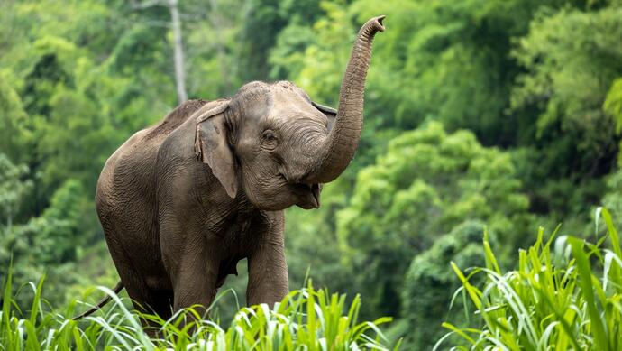 Thailändischer Elefant 