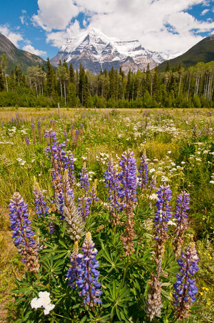 Blumen vorm Mount Robson