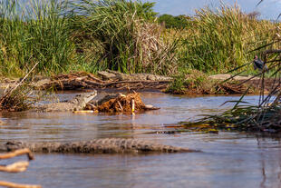 Krokodile am Chamo-See