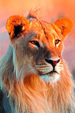 Löwe im Krüger Nationalpark 