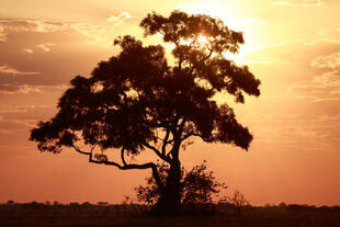 Sonnenuntergang im Chobe Nationalpark