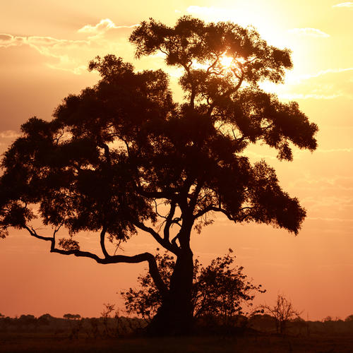 Sonnenuntergang im Chobe Nationalpark