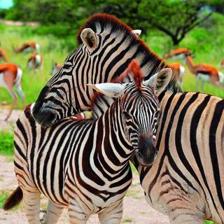 Zebras im Etosha Nationalpark
