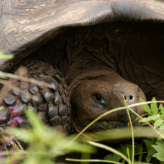 Galapagos-Riesenschildkröte