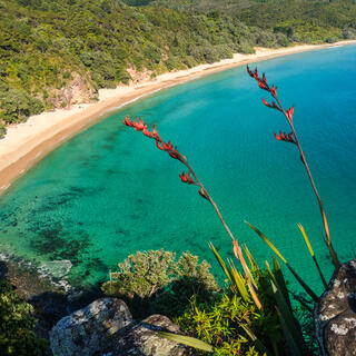 Strand auf Coromandel 